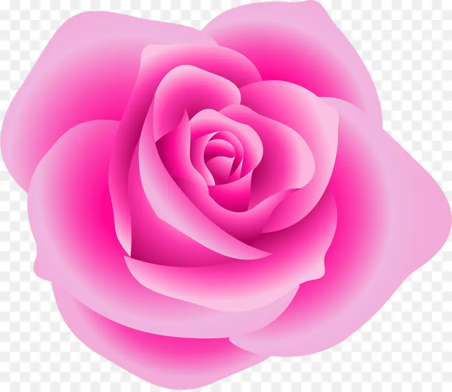 Rosa Rosa，Florecer PNG