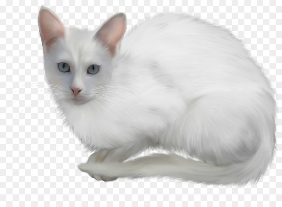 Gatito，Angora Turco PNG