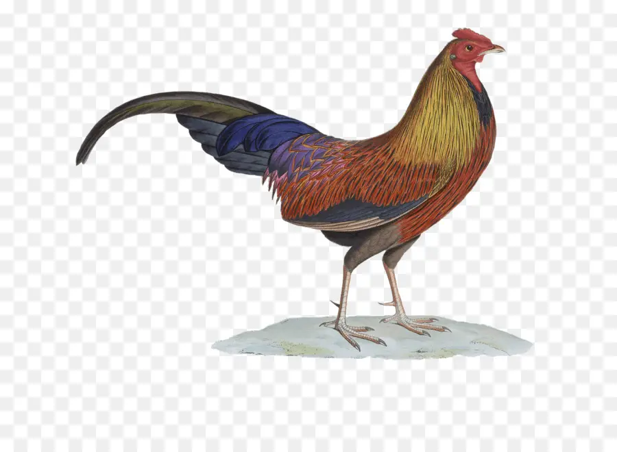 Pollo，Rooster PNG