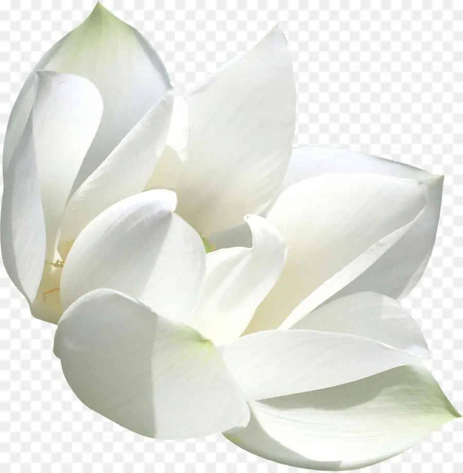 Flor Blanca，Florecer PNG