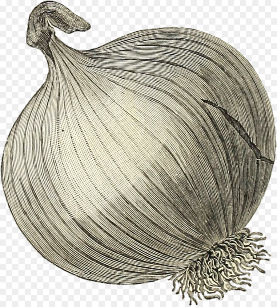 Cebolla，Prebiótico PNG