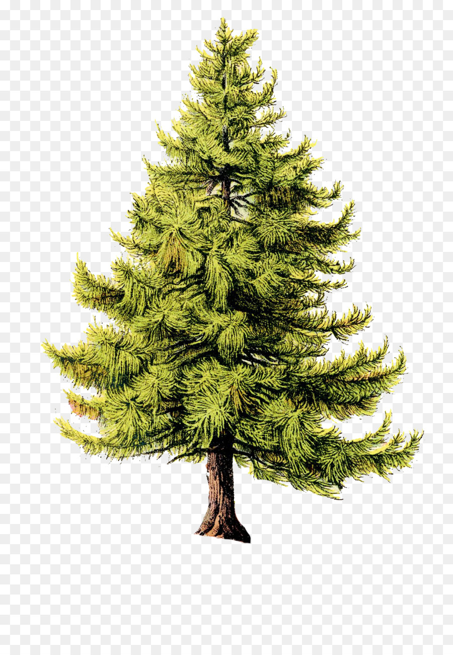 Mansión Pittock，árbol De Navidad PNG