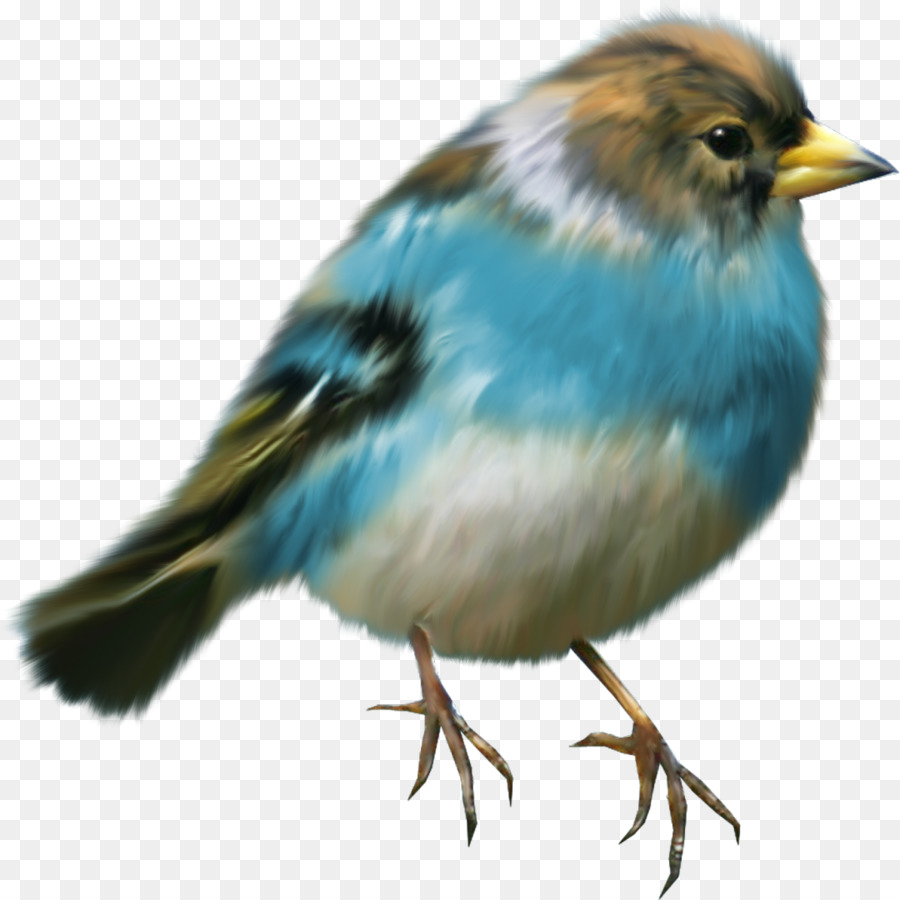 Pájaro，Iconos De Equipo PNG
