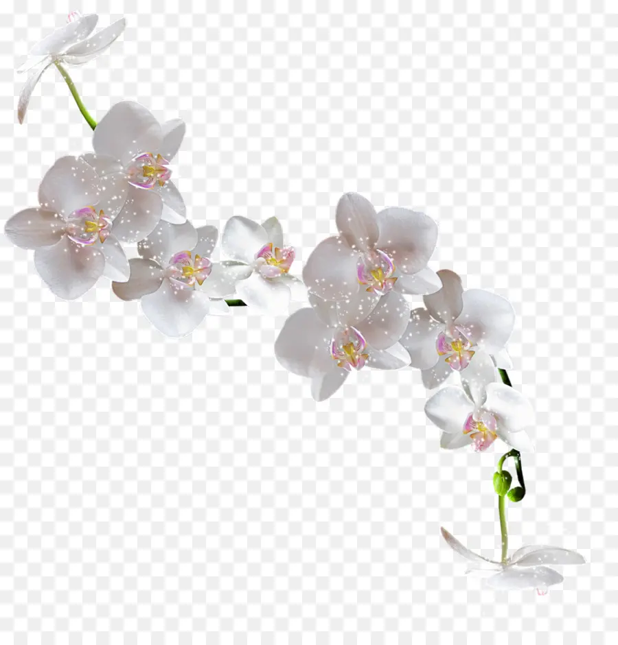 Orquídea Blanca，Florecer PNG