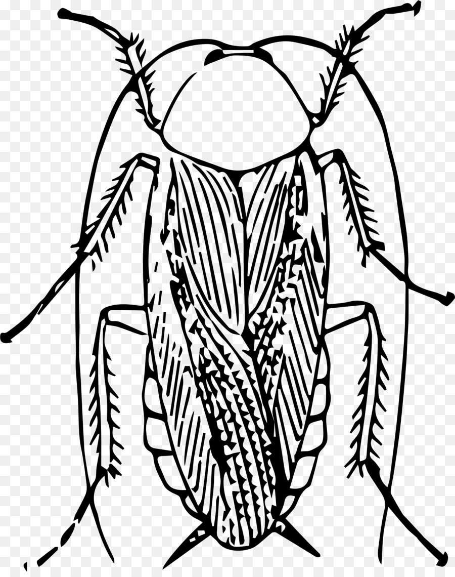 Cucaracha，Brown Cucaracha PNG