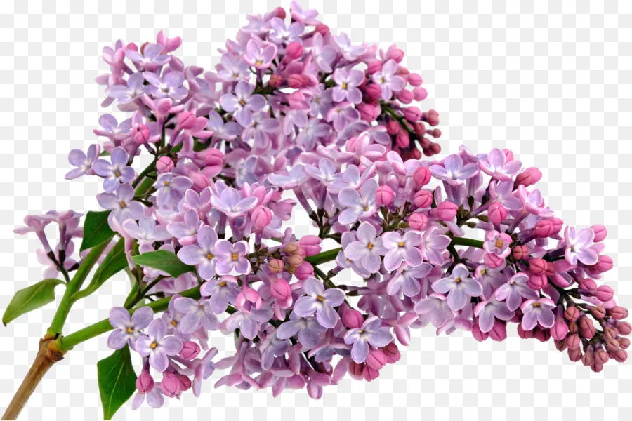 Flores Lilas Moradas，Floración PNG