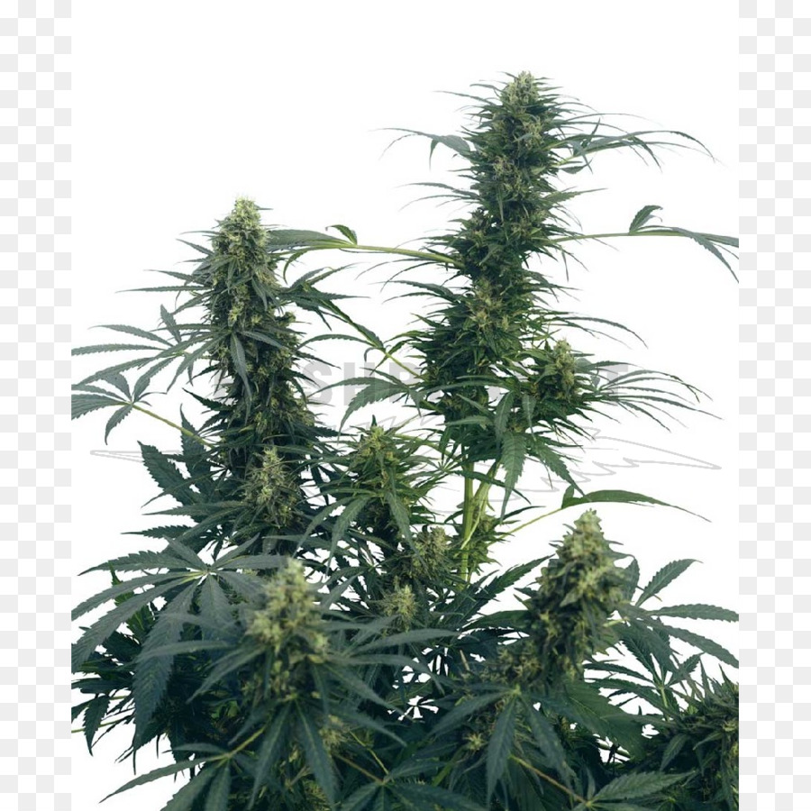 Planta De Cannabis，Hojas PNG