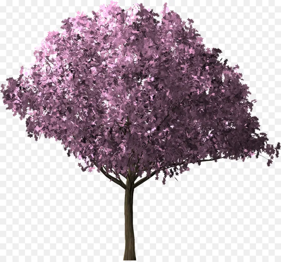 árbol，De Los Cerezos En Flor PNG