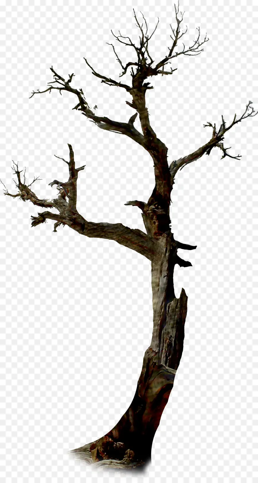 Halloween，árbol PNG