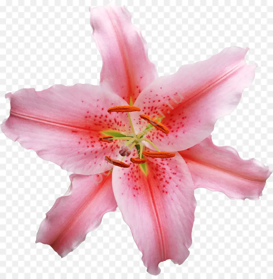 Lilium，Flor PNG