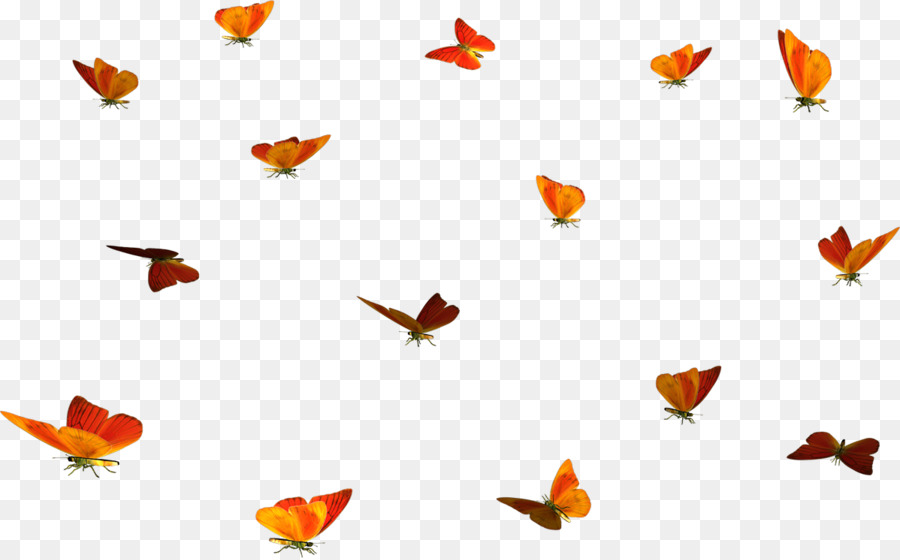 Mariposas，Vuelo PNG