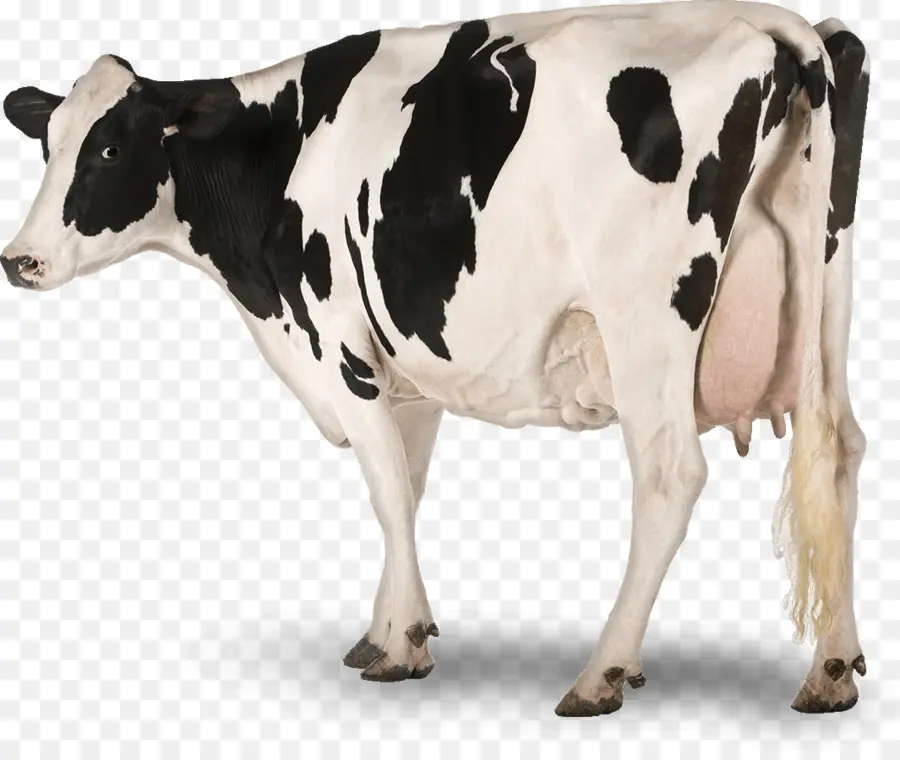 Ganado Holstein Friesian，Ganado Lechero PNG