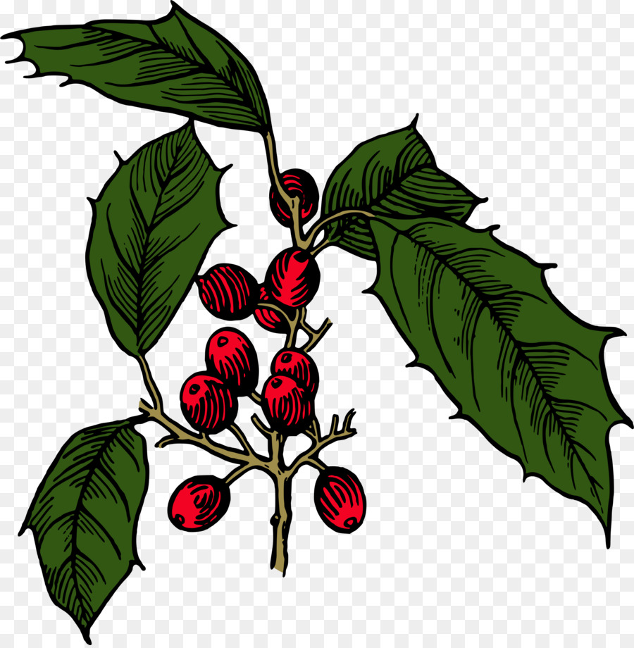 Holly，Arbusto PNG