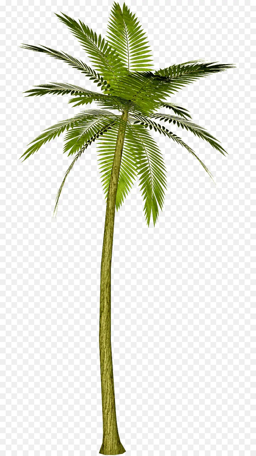 Arecaceae，árbol PNG