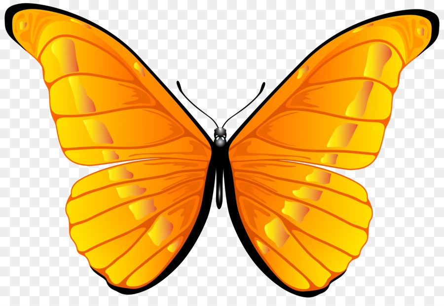 Mariposa，Dibujo PNG