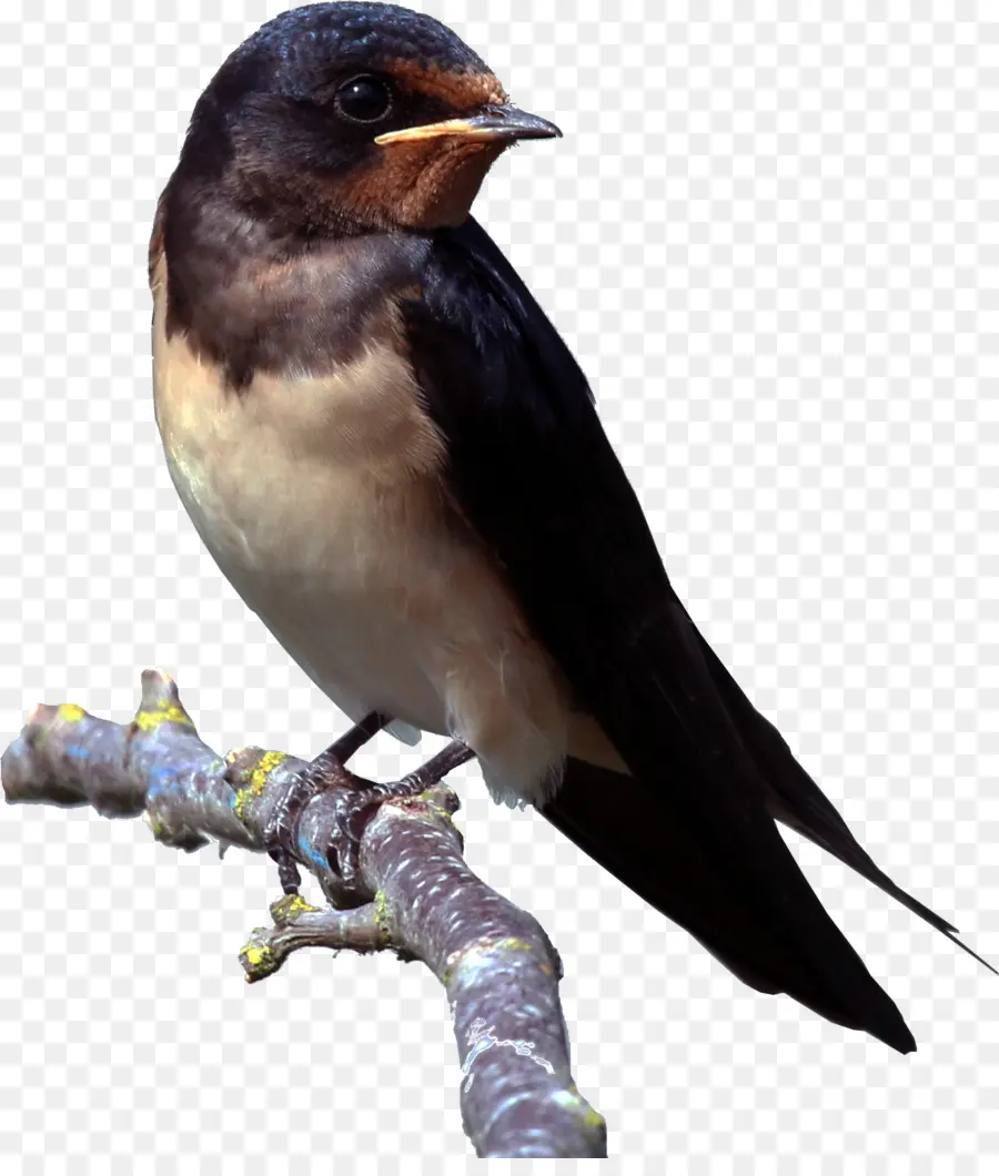 Pájaro，Paseriformes PNG