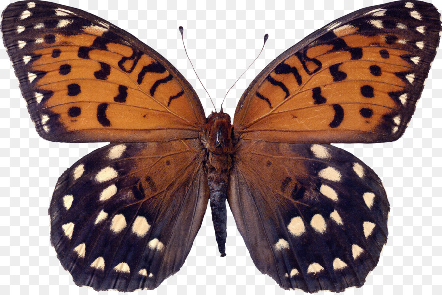 Mariposa，Insecto PNG