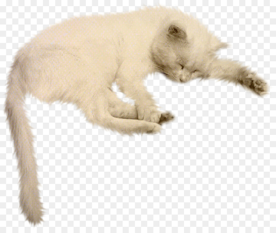 Gato，Gatito PNG