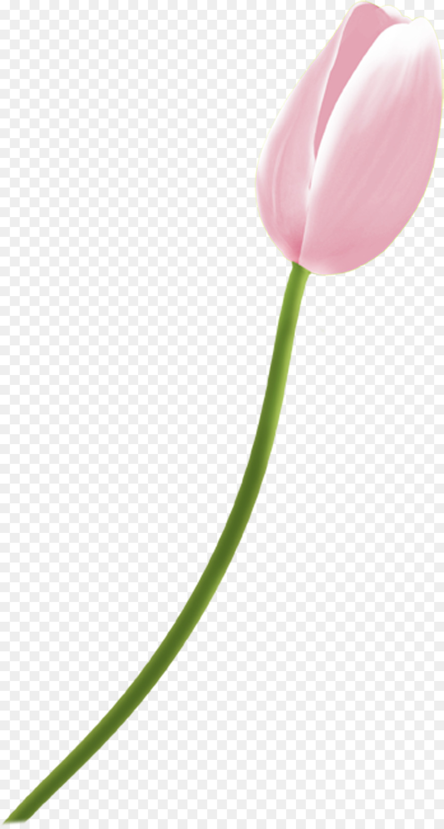 Tulipán Rojo，Provenir PNG