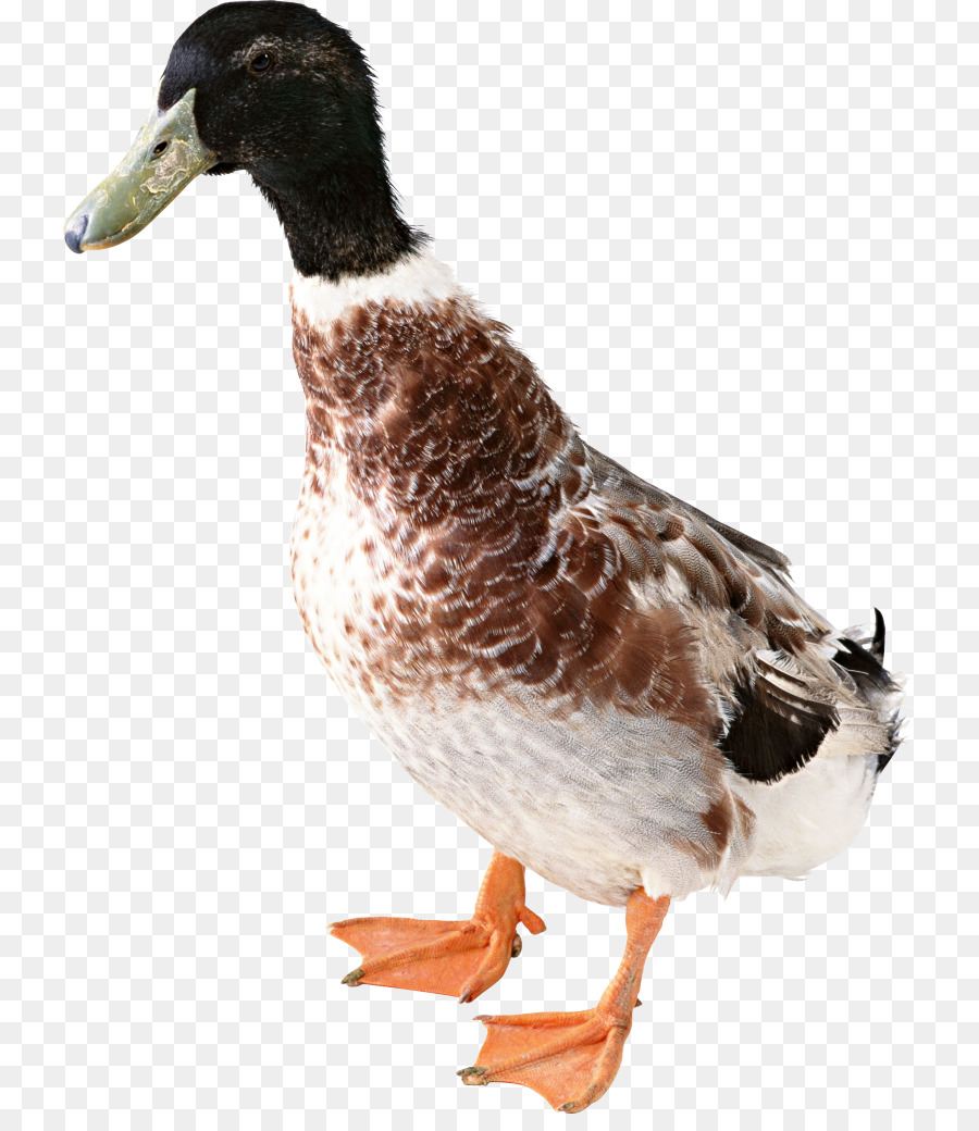 Pato，El ánade Real PNG