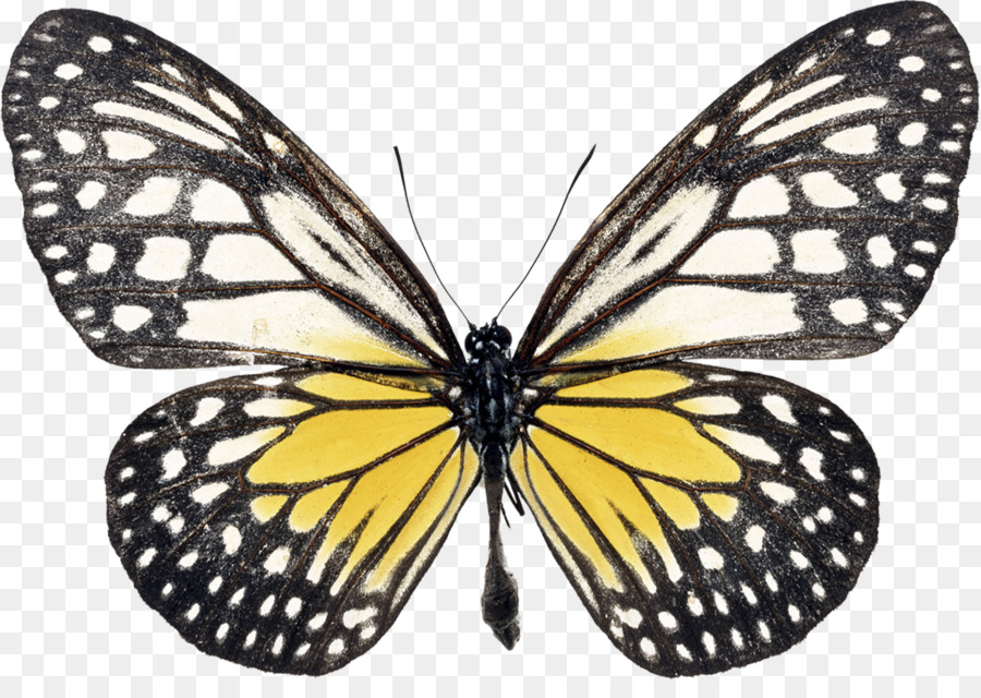 Mariposa，Mariposa De Swallowtail PNG