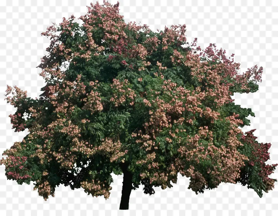 árbol，Koelreuteria Bipinnata PNG