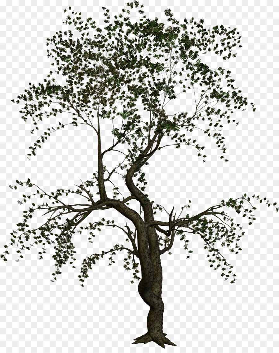 árbol，Planta PNG