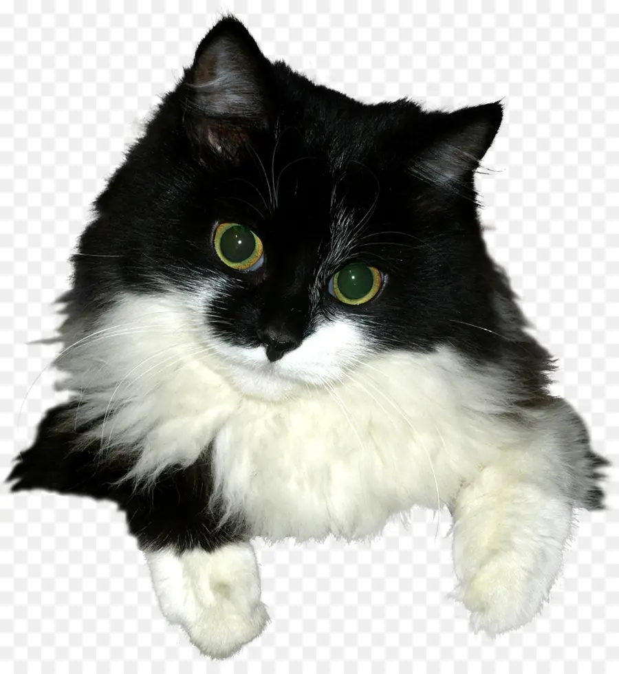 The Ragamuffin Gato，Asiático Semilonghair PNG