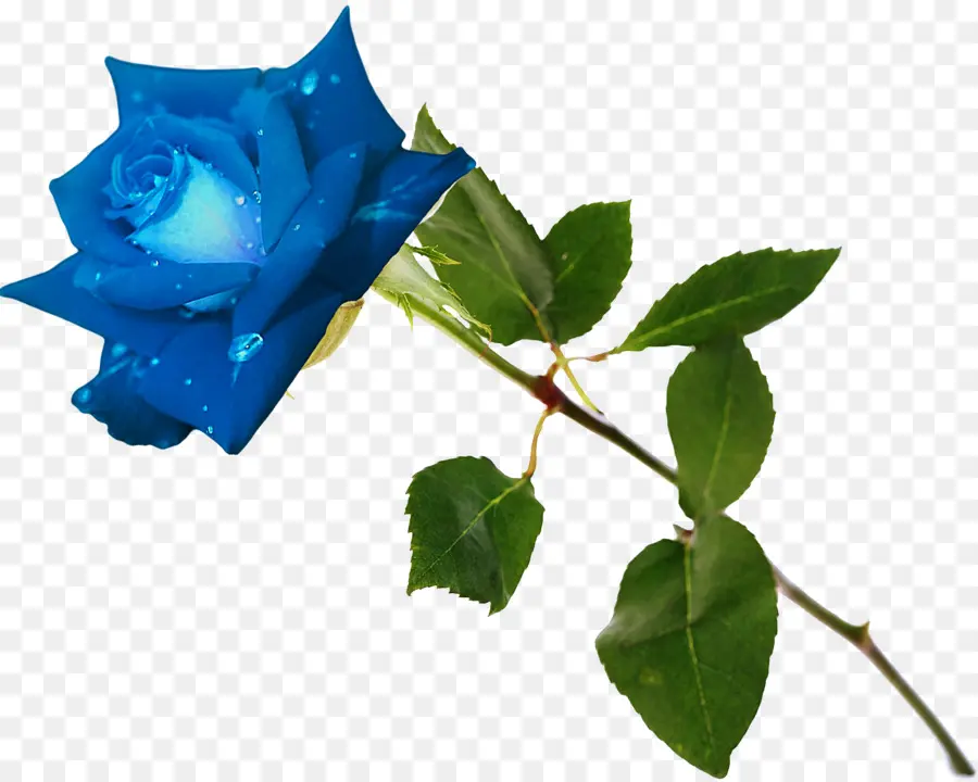 Rosa Azul，Rosas De Jardín PNG