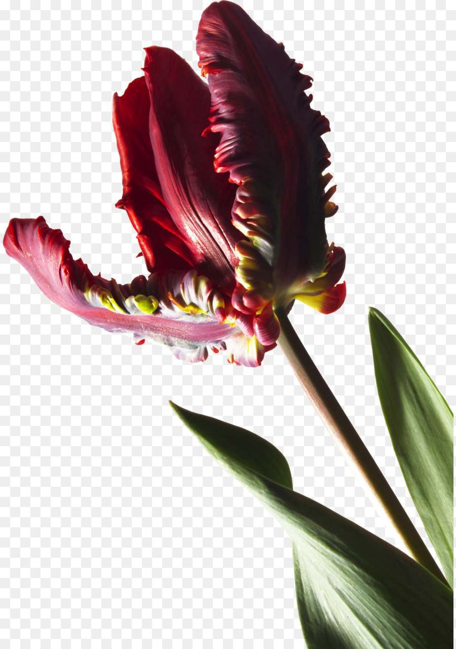 Flor Roja，Pétalos PNG