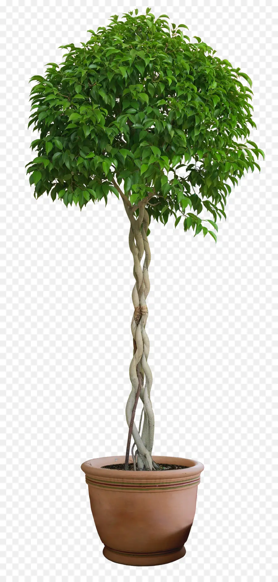 Topiario，árbol PNG