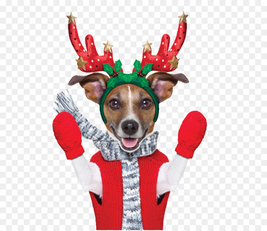 Perro En Traje De Navidad，Astas De Reno PNG