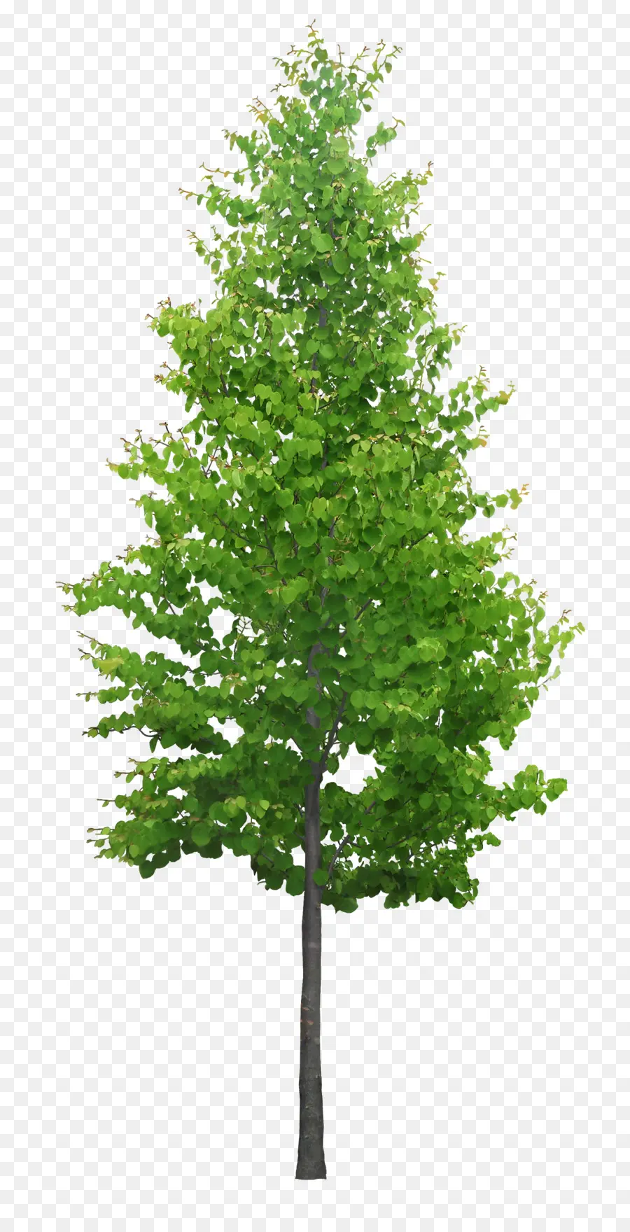 El Modelado En 3d，árbol PNG