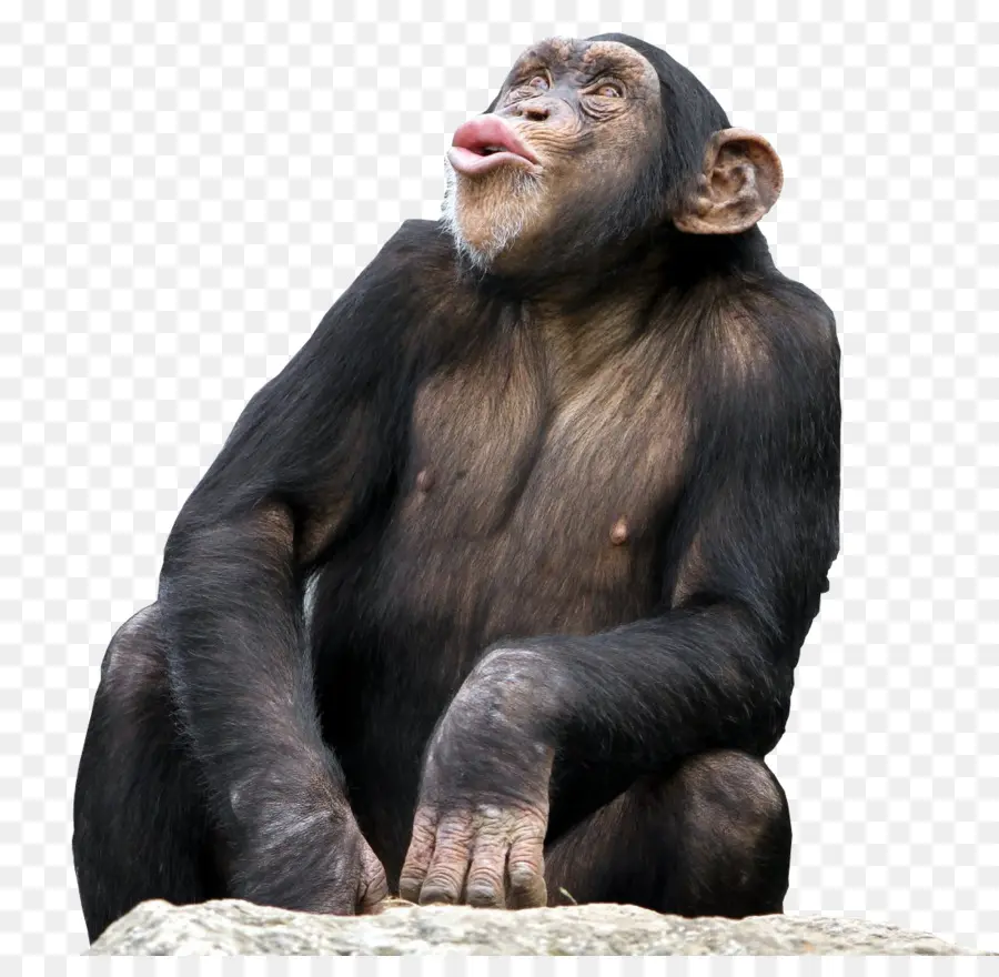 Bonobo，Chimpancé Común PNG