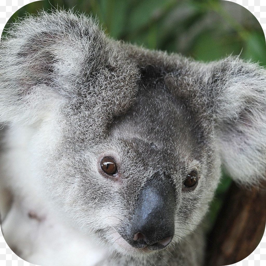 Koala，El Zoológico De Taronga De Sídney PNG