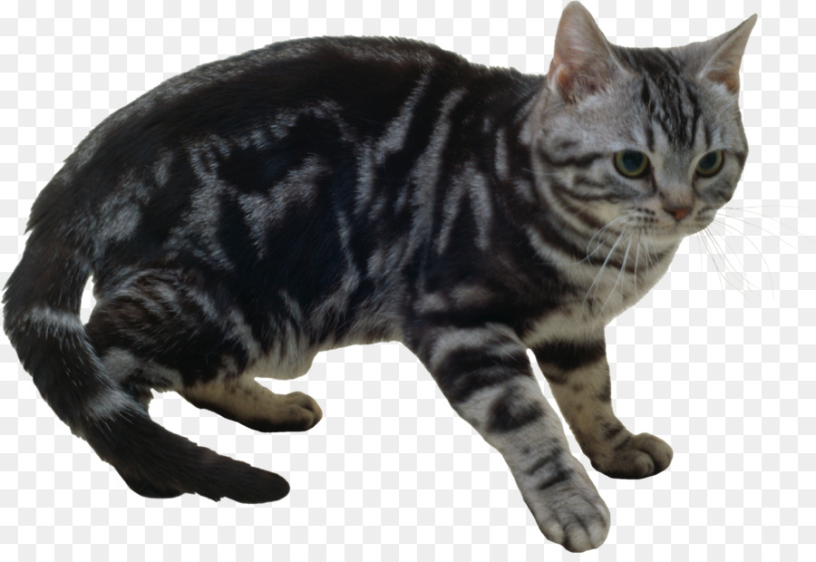 American Shorthair，Manx Cat PNG