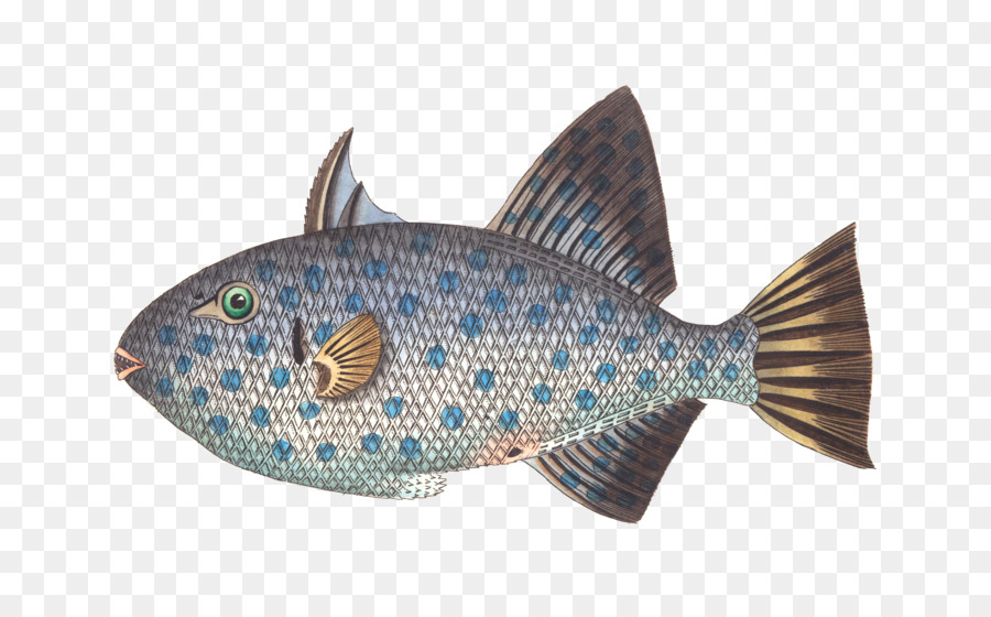 Pez，Pesca PNG