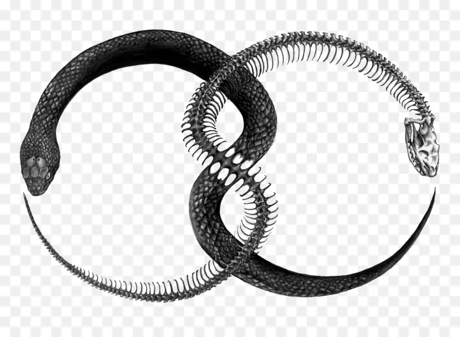 Ouroboros，Tatuaje PNG