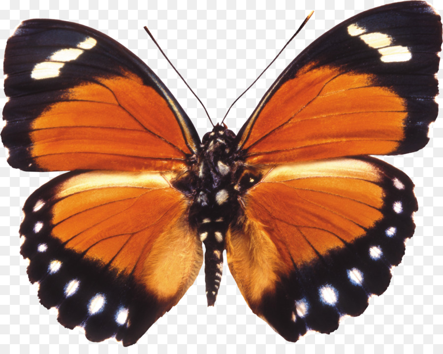 Mariposa，Fondo De Escritorio PNG