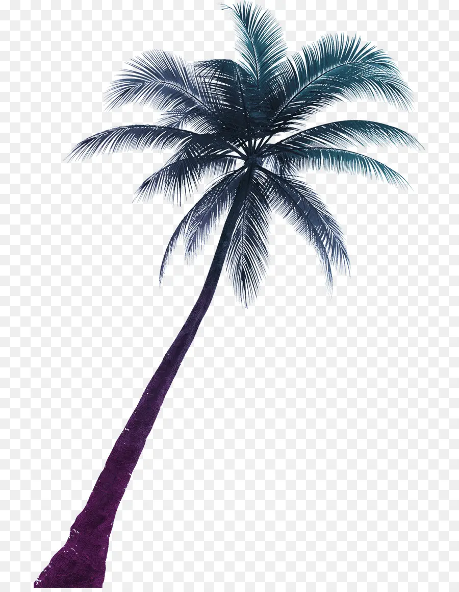 Arecaceae，Planta PNG