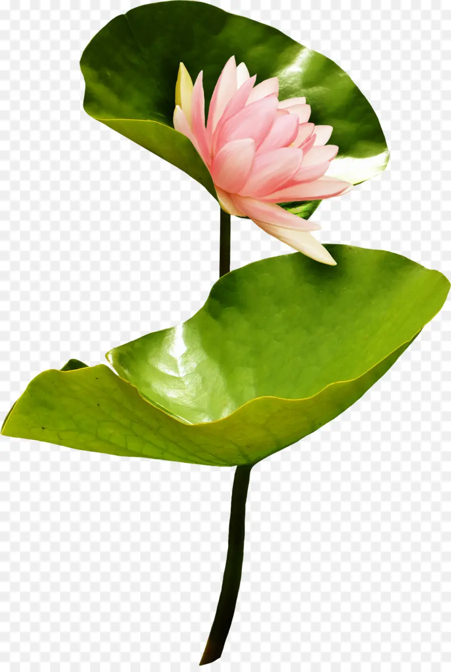 Nelumbo Nucifera，Flor PNG