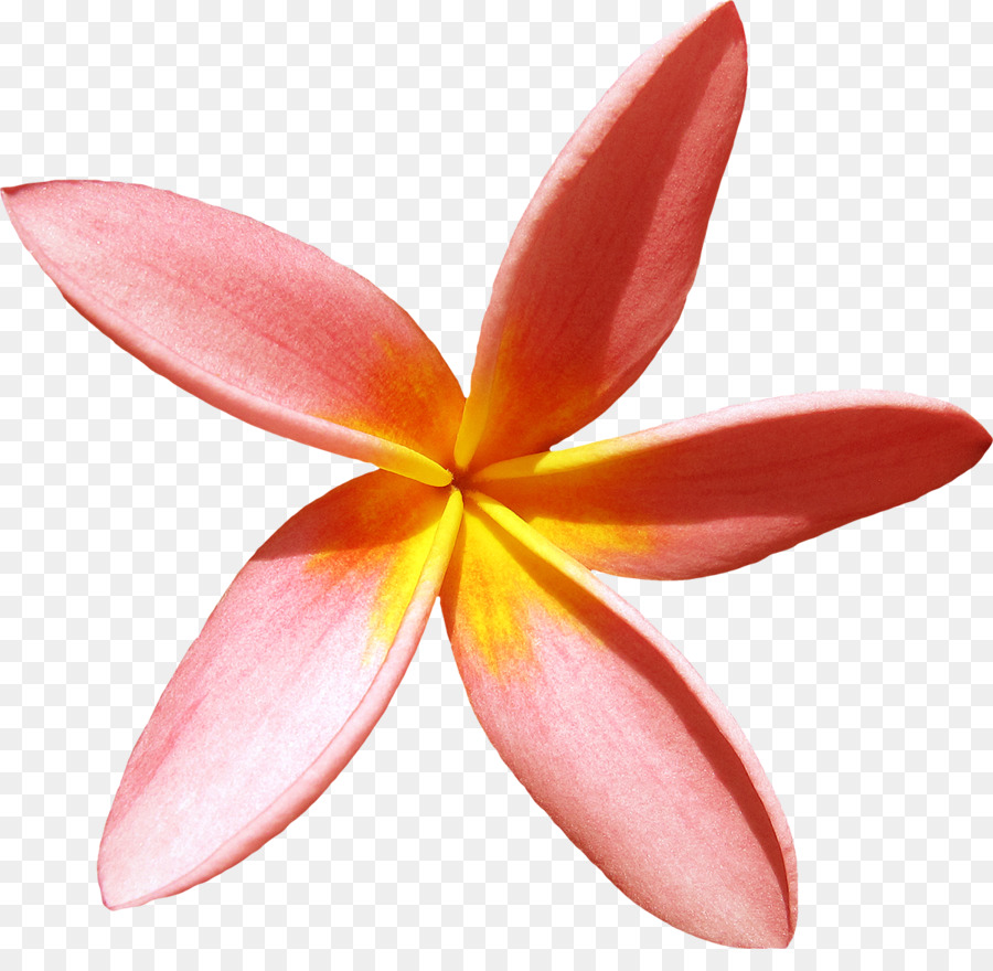 Flor，Pétalos PNG