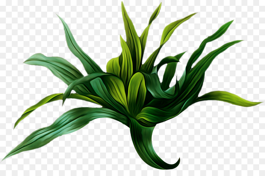 Planta Verde，Hojas PNG