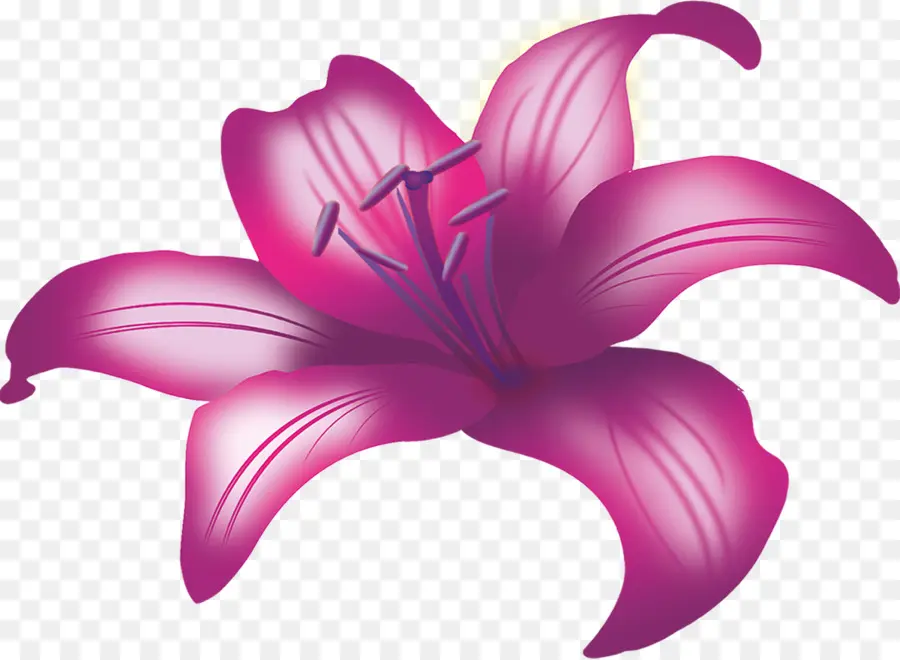 Flor，Lilium PNG