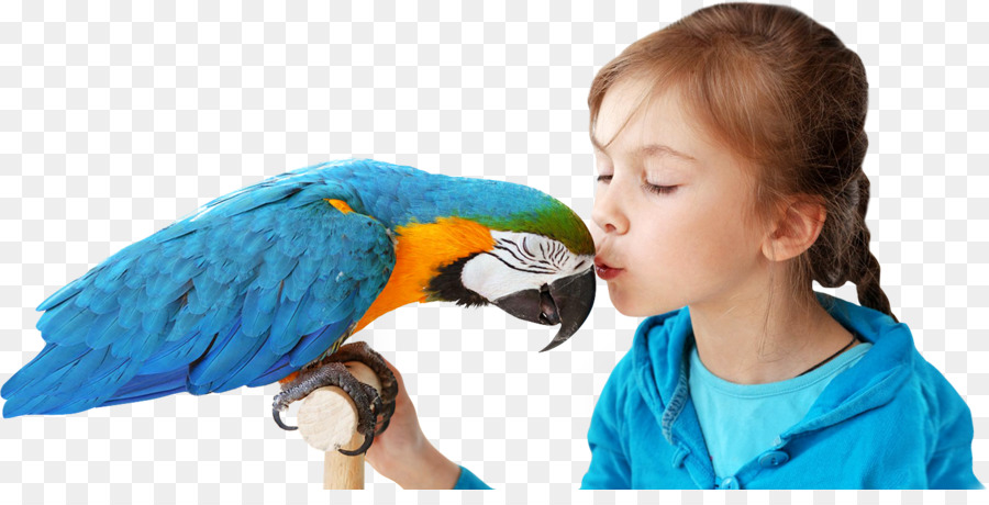 Parrot，Mascota PNG