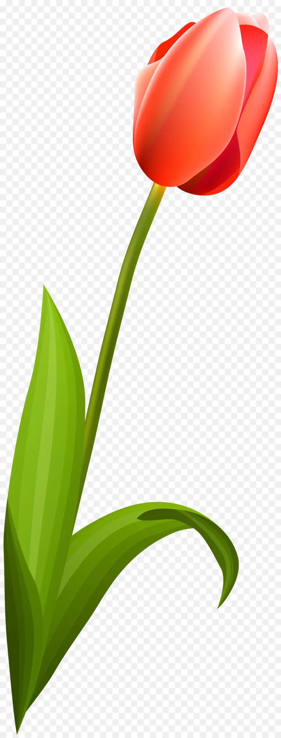 La Floración De La Planta，Tulip PNG