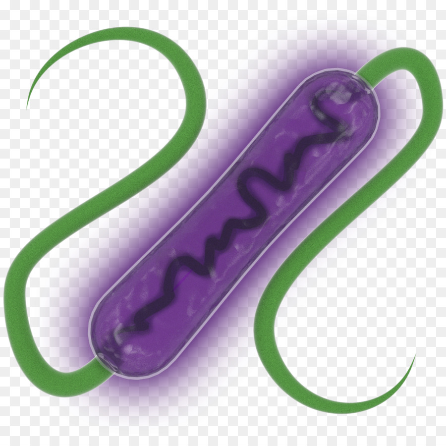 Las Bacterias，Evolución PNG