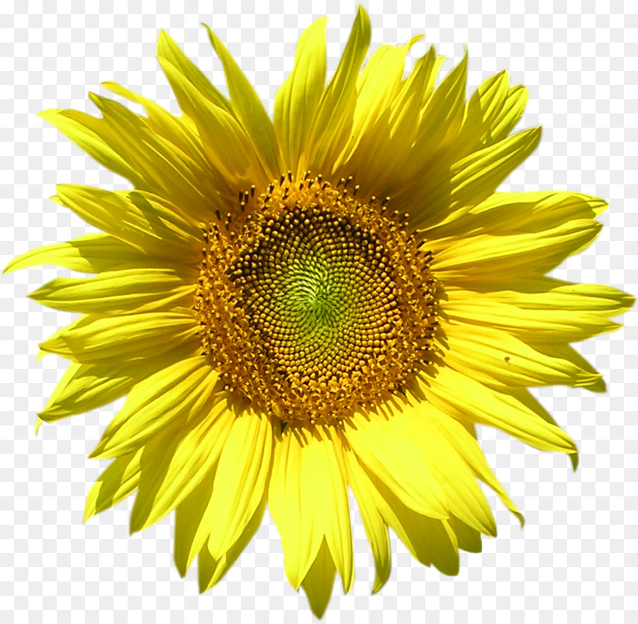 Común De Girasol，Flor PNG