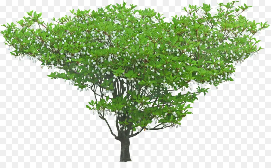 Arbusto，árbol PNG