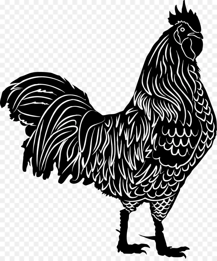 Gallo，Silueta PNG